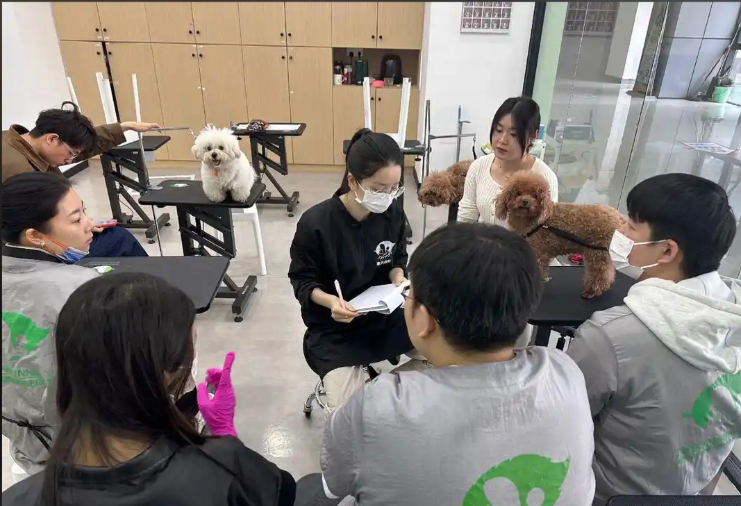 湘潭市宠物剪毛宠物美容培训学校 - 哪里好